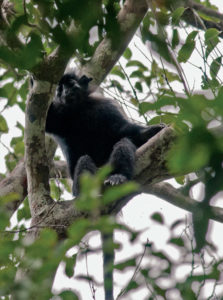 Colobus-satanas - Gabon