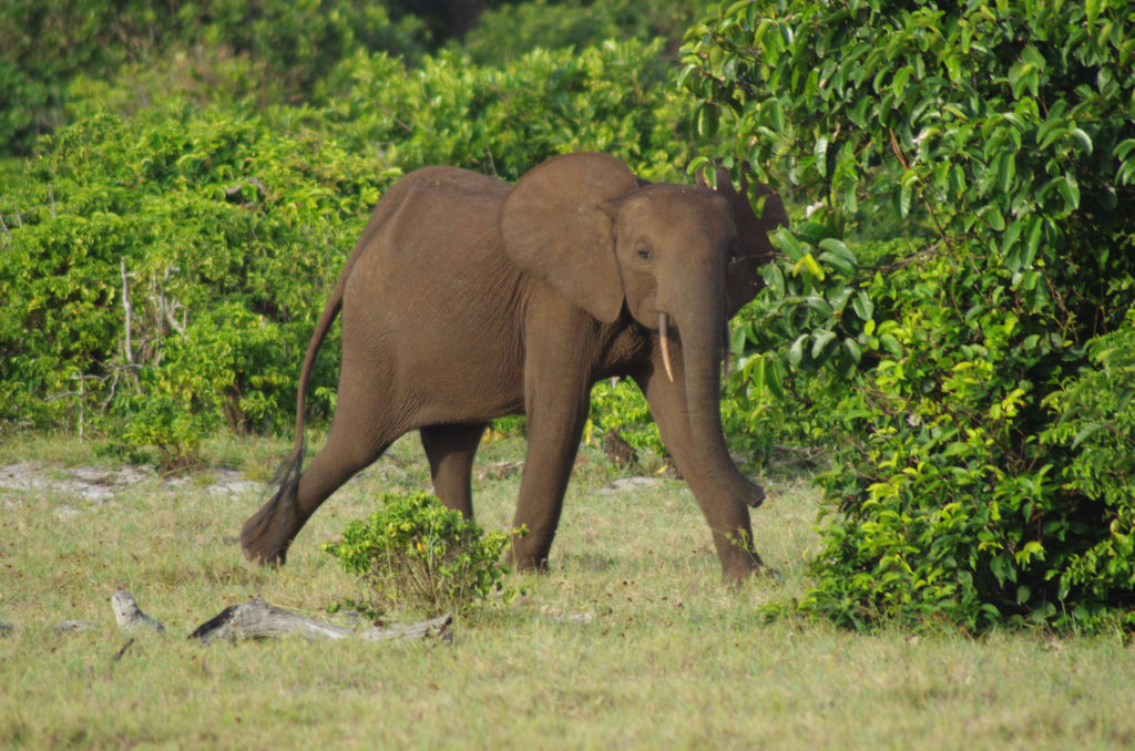 Éléphant - Gabon