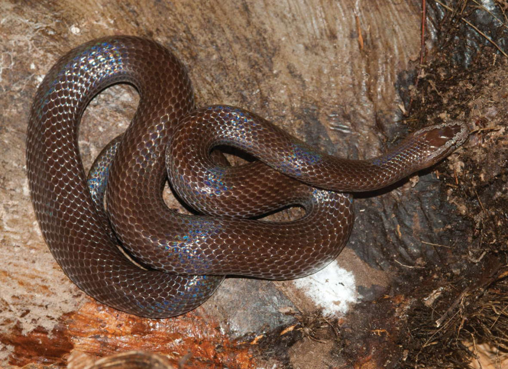 Lycophidion-laterale - Gabon