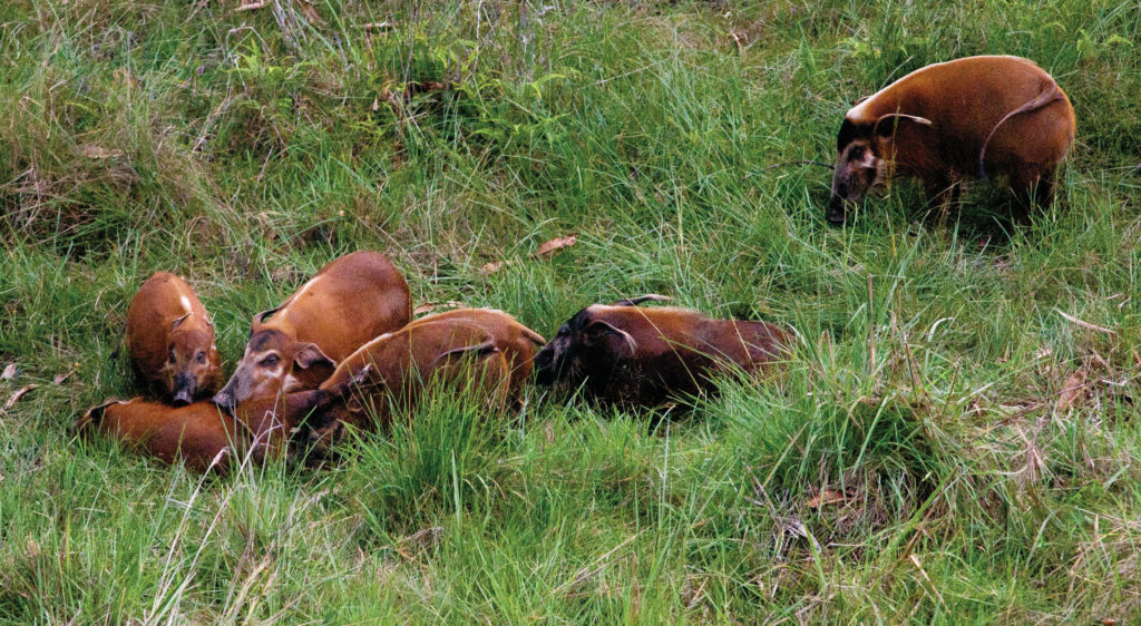 Buffles - Gabon