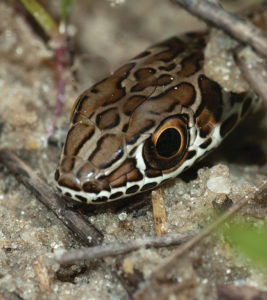 Psammophis cf phillipsi - Gabon