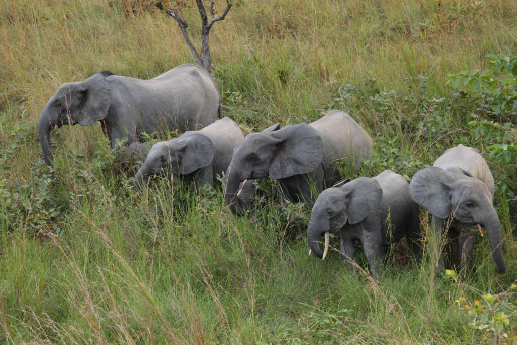 Éléphants lopé - Gabon