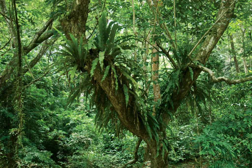 Epiphytes - Gabon