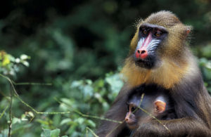 Mandrill - Gabon