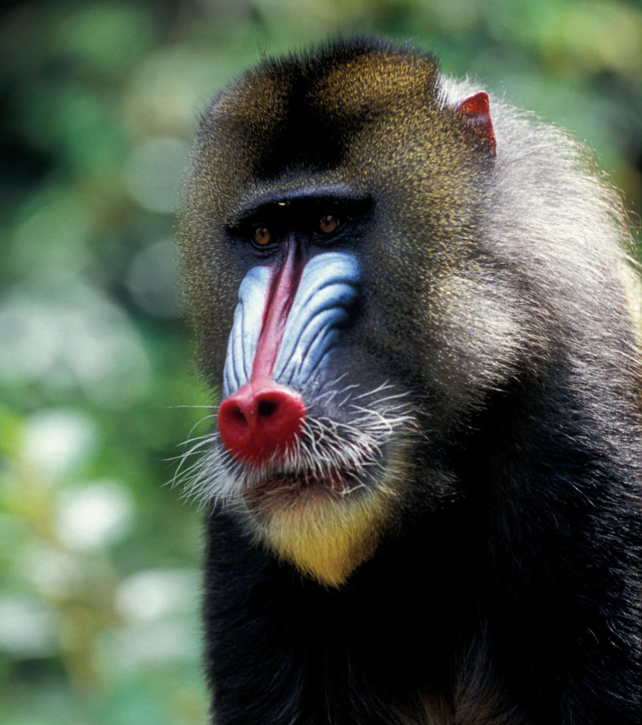 Mandrill - Gabon