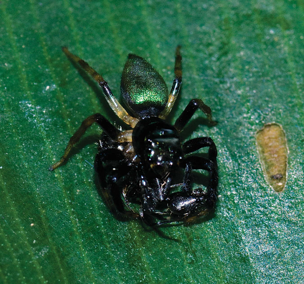 Salticidae - Gabon