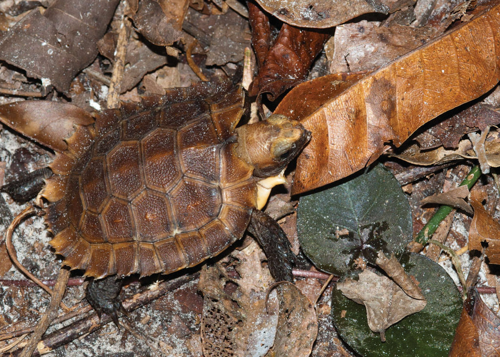 Kinixys erosa, Testudinidae - Gabon